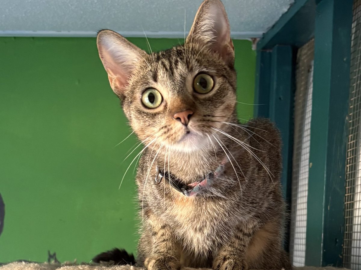 A tabby cat with wide eyes looking out from a cat tree