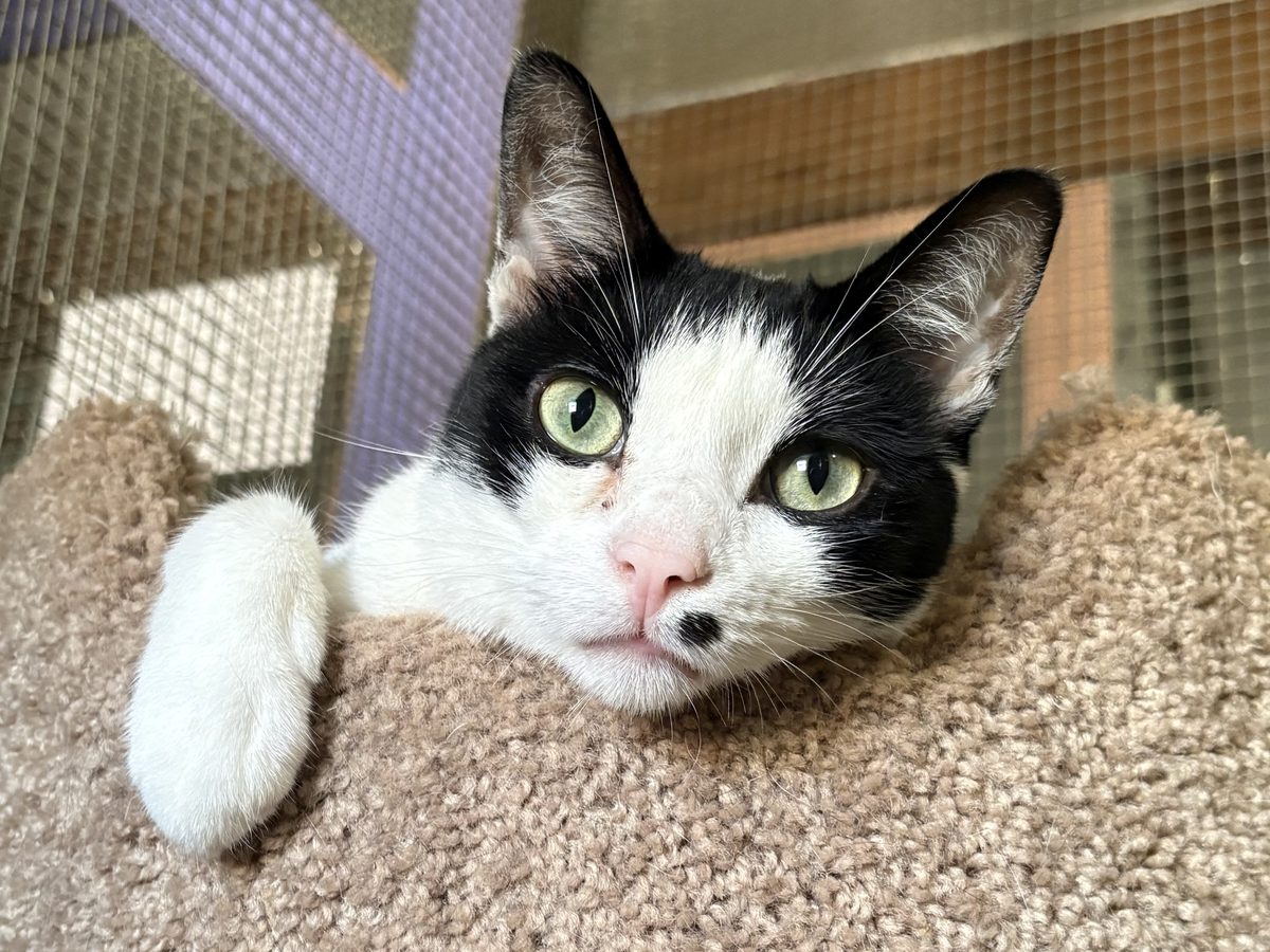 A black and white cat with green eyes resting its paw on a cushion