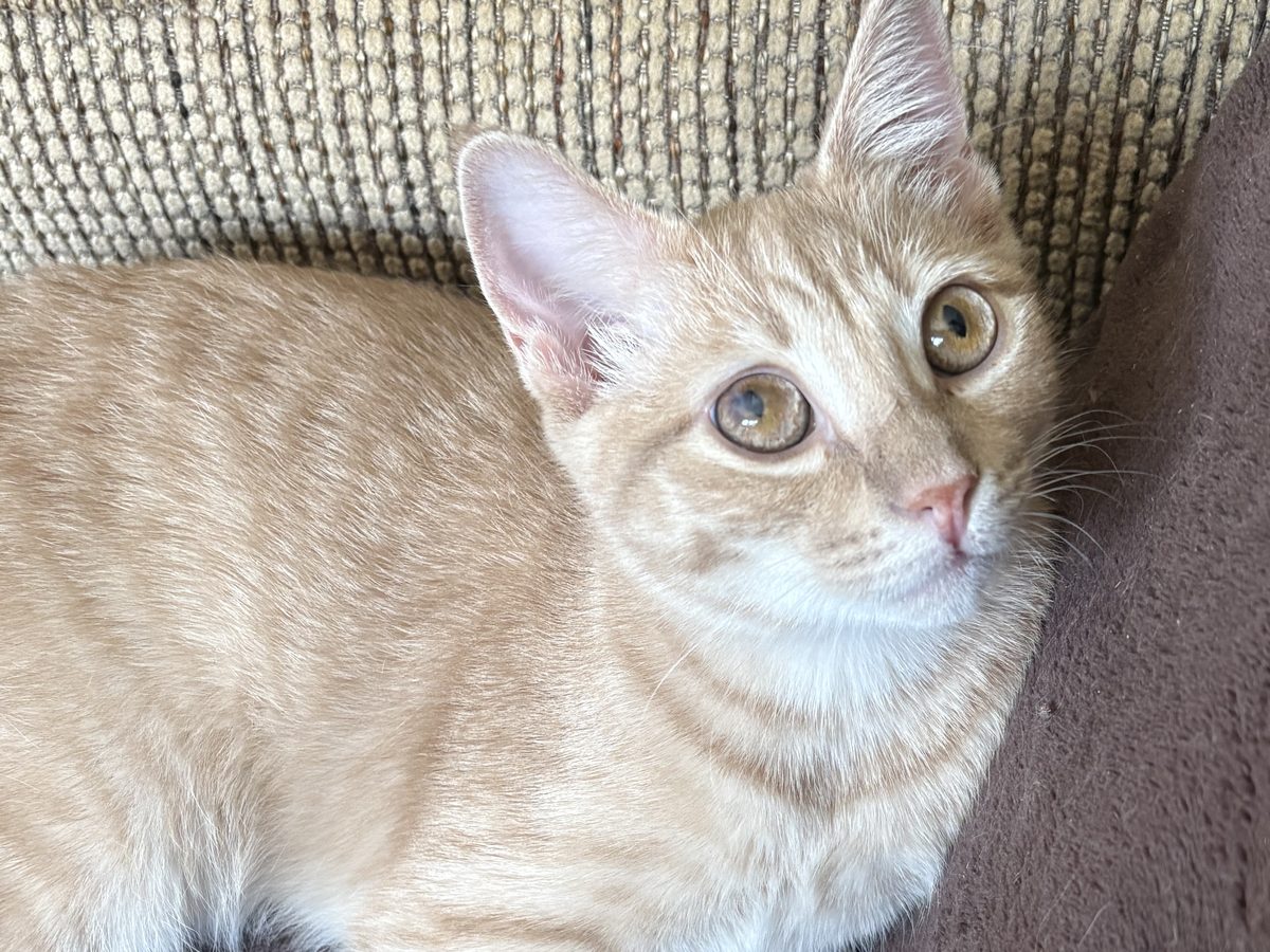 A ginger cat looking up from a soft bed