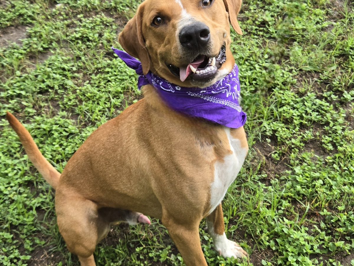 A tan and white shelter dog in a purple bandana, sitting in the grass and smiling