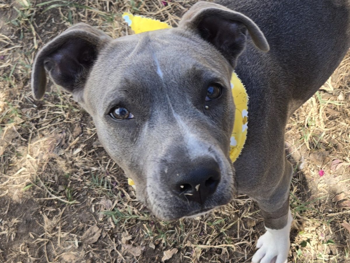 A gray shelter dog looking up at the camera from close range