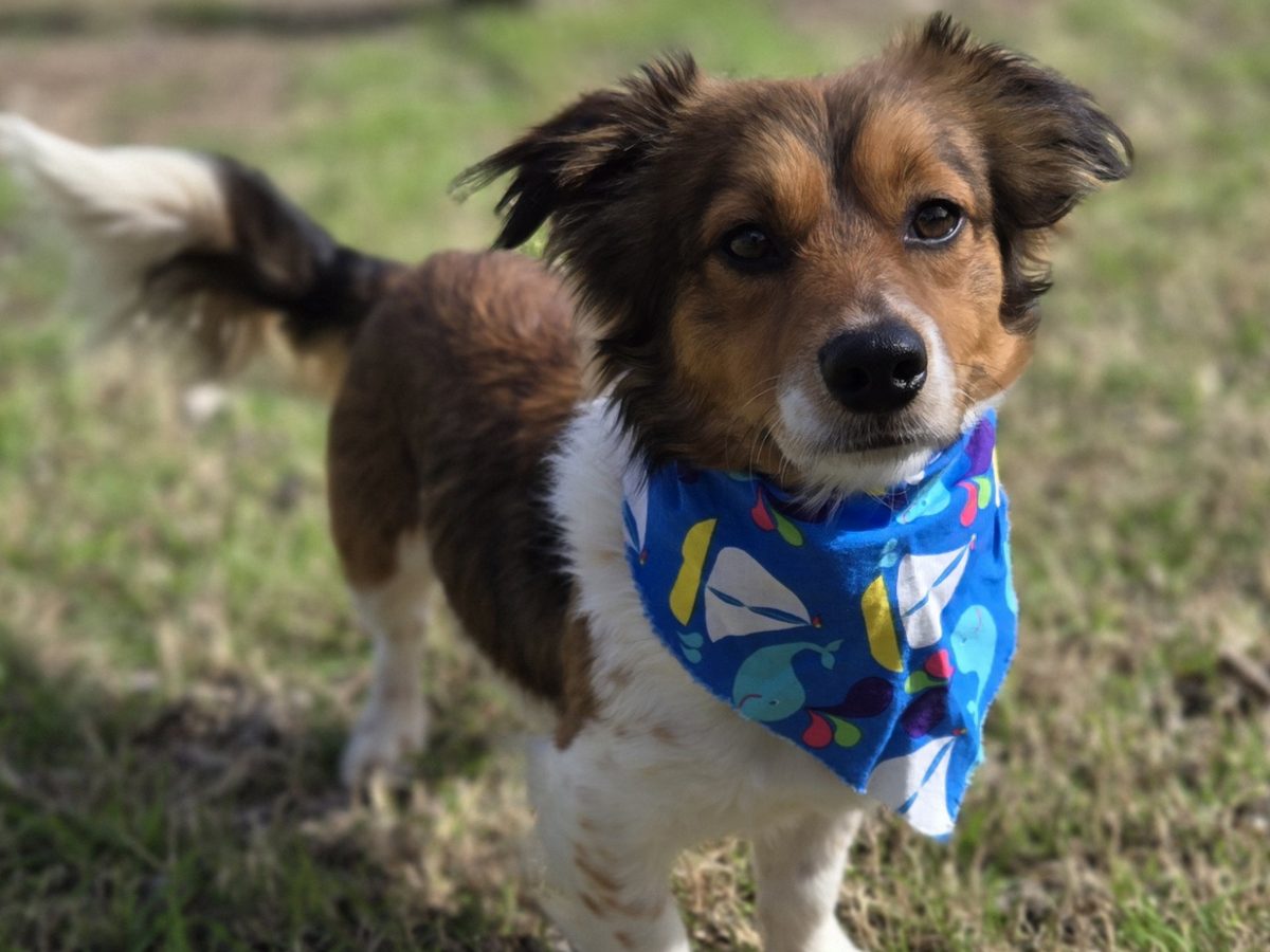 A brown and white shelter dog in a blue bandana standing on the grass
