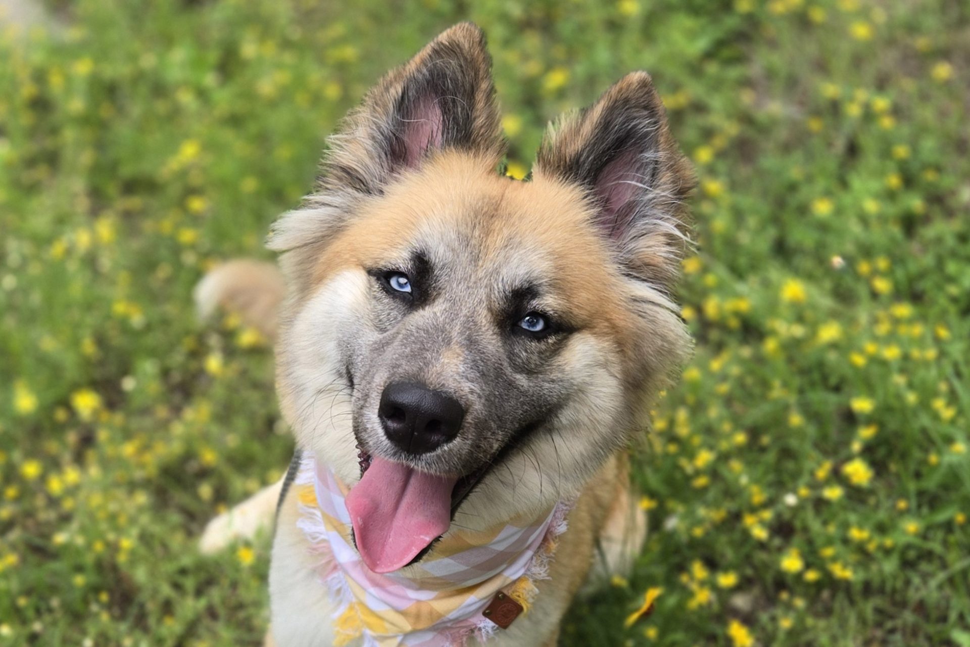 A smiling shelter dog with blue eyes and a patterned bandana, looking up at the camera in a field of yellow flowers